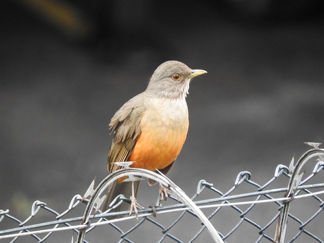 Conheça o Sabiá-laranjeira: Características