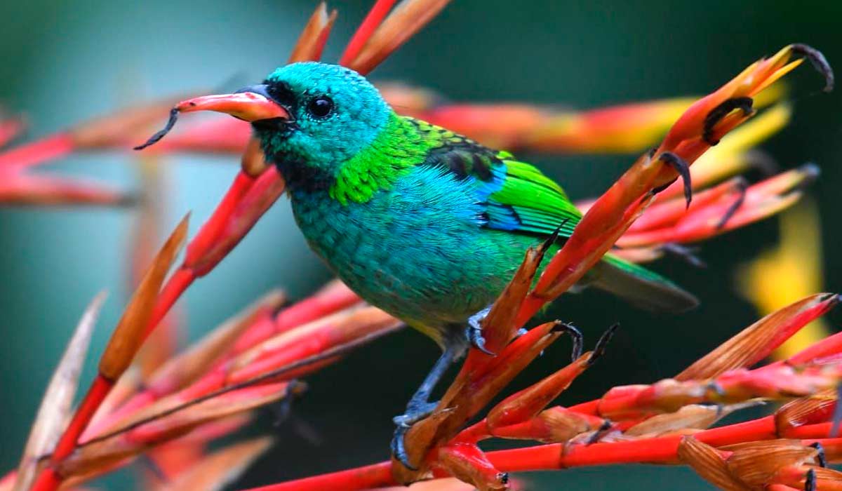 Marianeira: A árvore mágica que atrai mais de 45 espécies de pássaros