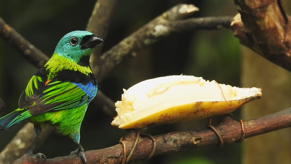 Conheça o Sabiá-laranjeira: Características