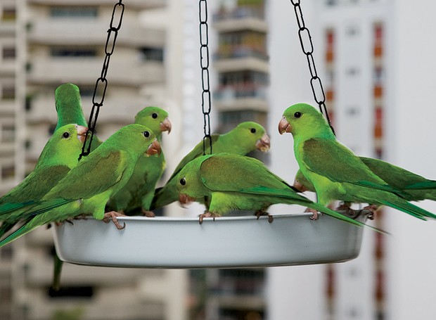 Marianeira: A árvore mágica que atrai mais de 45 espécies de pássaros