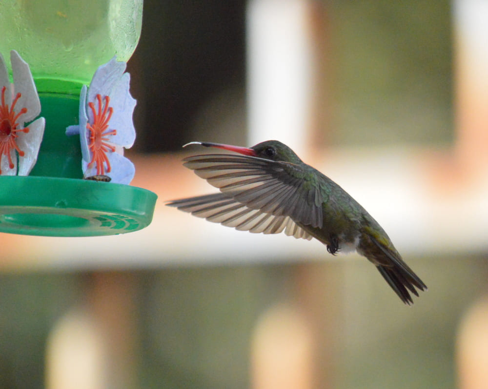 laranjeira atrai passarinho