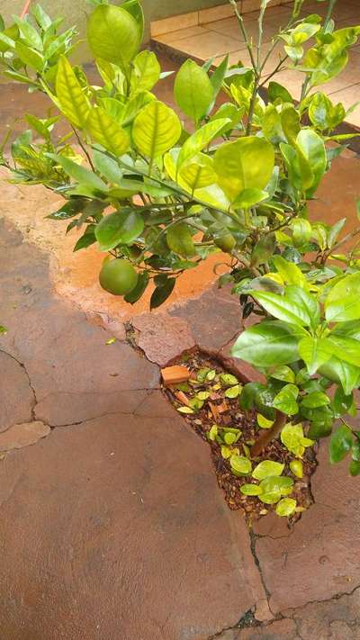 Guia Completo de Adubação para Laranjeiras Saudáveis