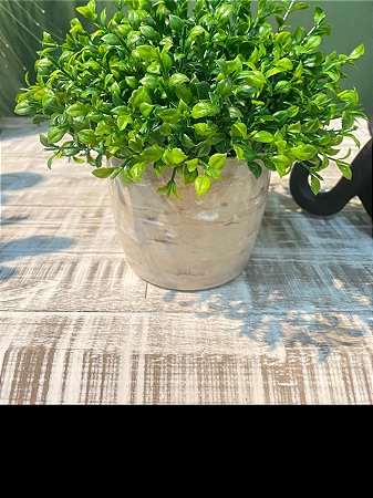 Como Identificar e Tratar as Principais Pragas da Laranjeira