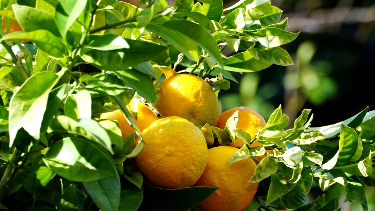 Luz e Temperatura: Fatores Ambientais Cruciais para Laranjeiras