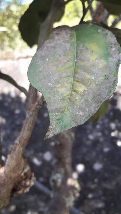 laranjeira com folhas murchas