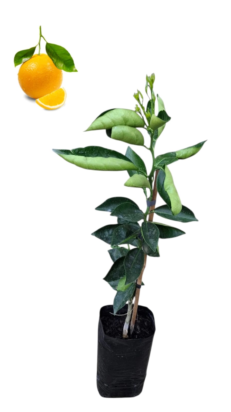 5 Dicas Essenciais para Salvar sua Laranjeira Murcha
Como Identificar e Tratar Pragas Comuns em Laranjeiras
O Guia Completo da Rega Correta para Laranjeiras Saudáveis
Nutrição para Laranjeiras: Os Sinais de Deficiência e Como Corrigir
Laranjeira com Folhas Murchas: Um Guia Rápido de Soluções