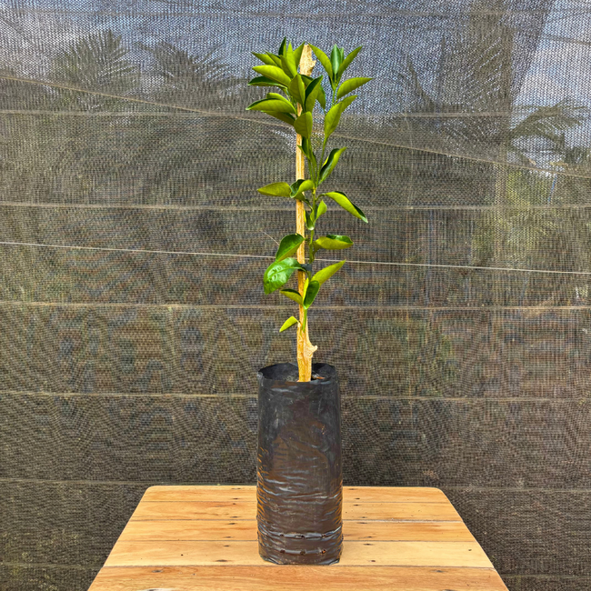 laranjeira com folhas murchas