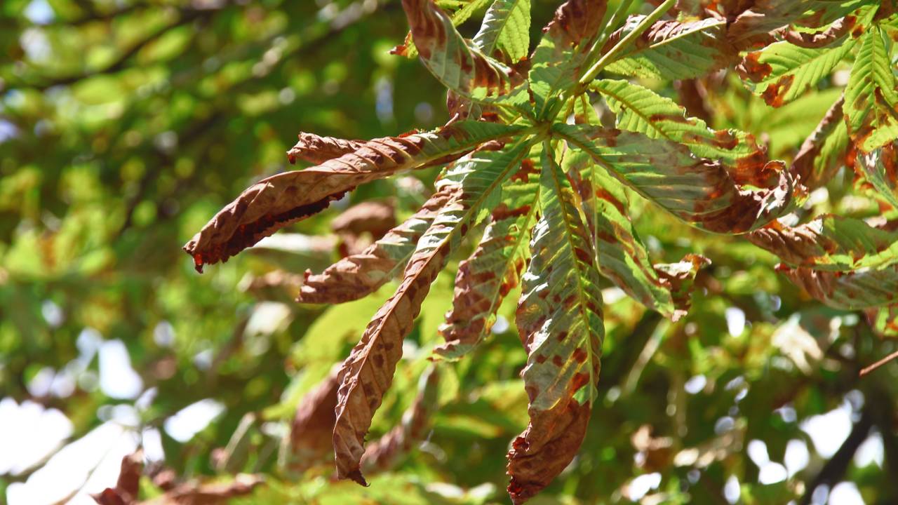 5 Dicas Essenciais para Salvar sua Laranjeira Murcha
Como Identificar e Tratar Pragas Comuns em Laranjeiras
O Guia Completo da Rega Correta para Laranjeiras Saudáveis
Nutrição para Laranjeiras: Os Sinais de Deficiência e Como Corrigir
Laranjeira com Folhas Murchas: Um Guia Rápido de Soluções