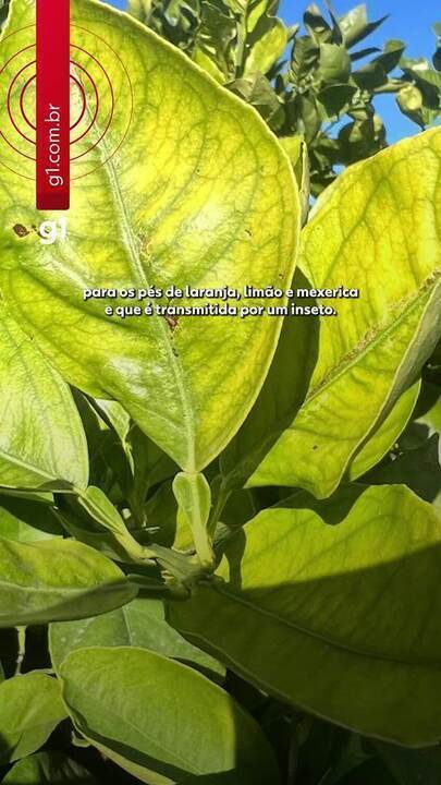 laranjeira com folhas murchas