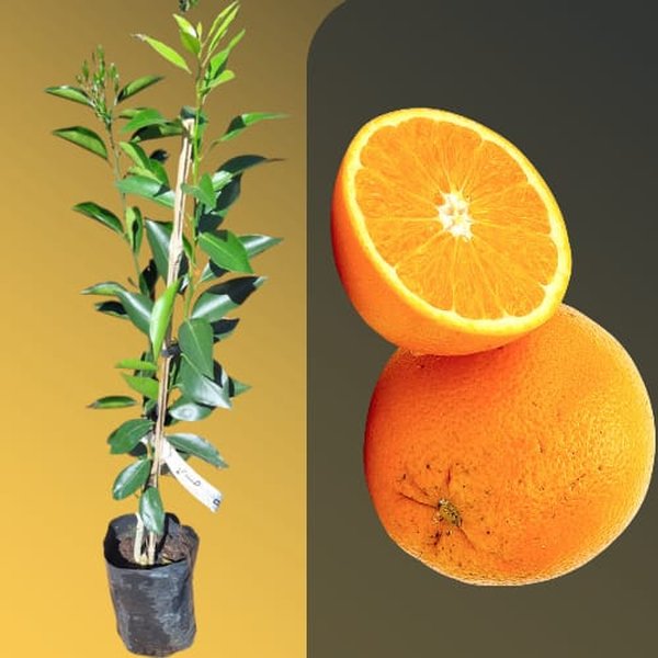 5 Dicas Essenciais para Salvar sua Laranjeira Murcha
Como Identificar e Tratar Pragas Comuns em Laranjeiras
O Guia Completo da Rega Correta para Laranjeiras Saudáveis
Nutrição para Laranjeiras: Os Sinais de Deficiência e Como Corrigir
Laranjeira com Folhas Murchas: Um Guia Rápido de Soluções