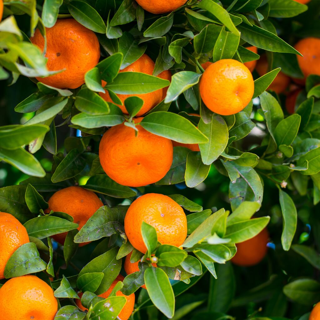 laranjeira com folhas murchas