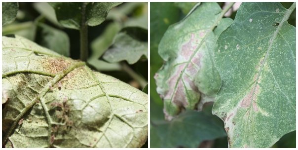 5 Dicas Essenciais para Salvar sua Laranjeira Murcha
Como Identificar e Tratar Pragas Comuns em Laranjeiras
O Guia Completo da Rega Correta para Laranjeiras Saudáveis
Nutrição para Laranjeiras: Os Sinais de Deficiência e Como Corrigir
Laranjeira com Folhas Murchas: Um Guia Rápido de Soluções