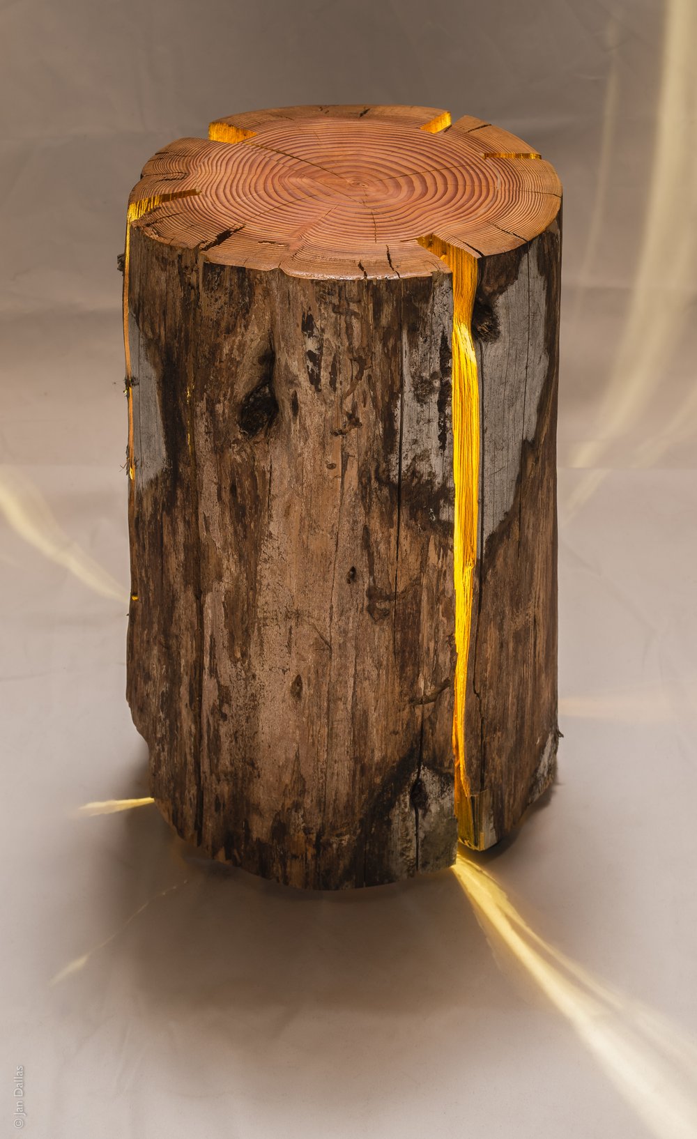 laranjeira com tronco rachado