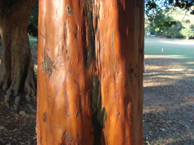 5 ideias de títulos:
1. Gomose em Laranjeiras: Identificação e Tratamento Eficaz
2. Rachaduras no Tronco da Laranjeira: Causas