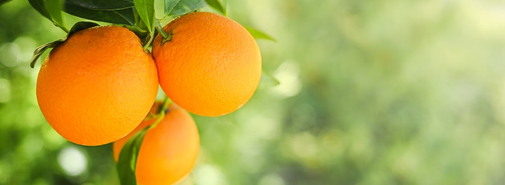 5 ideias de títulos:
1. Gomose em Laranjeiras: Identificação e Tratamento Eficaz
2. Rachaduras no Tronco da Laranjeira: Causas