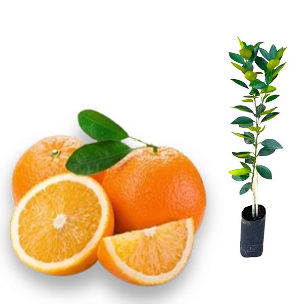 As Melhores Variedades de Laranja para Enxertia no Brasil