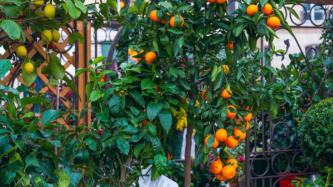 Guia Completo: Como Enxertar Laranjeiras para Frutos Mais Rápidos