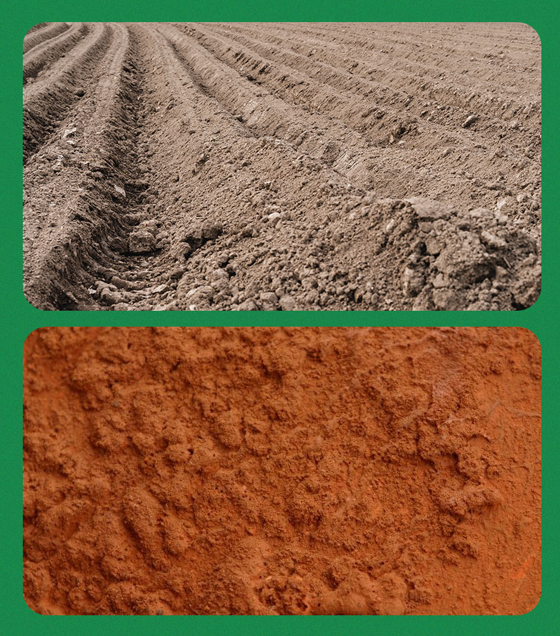 laranjeira em solo arenoso