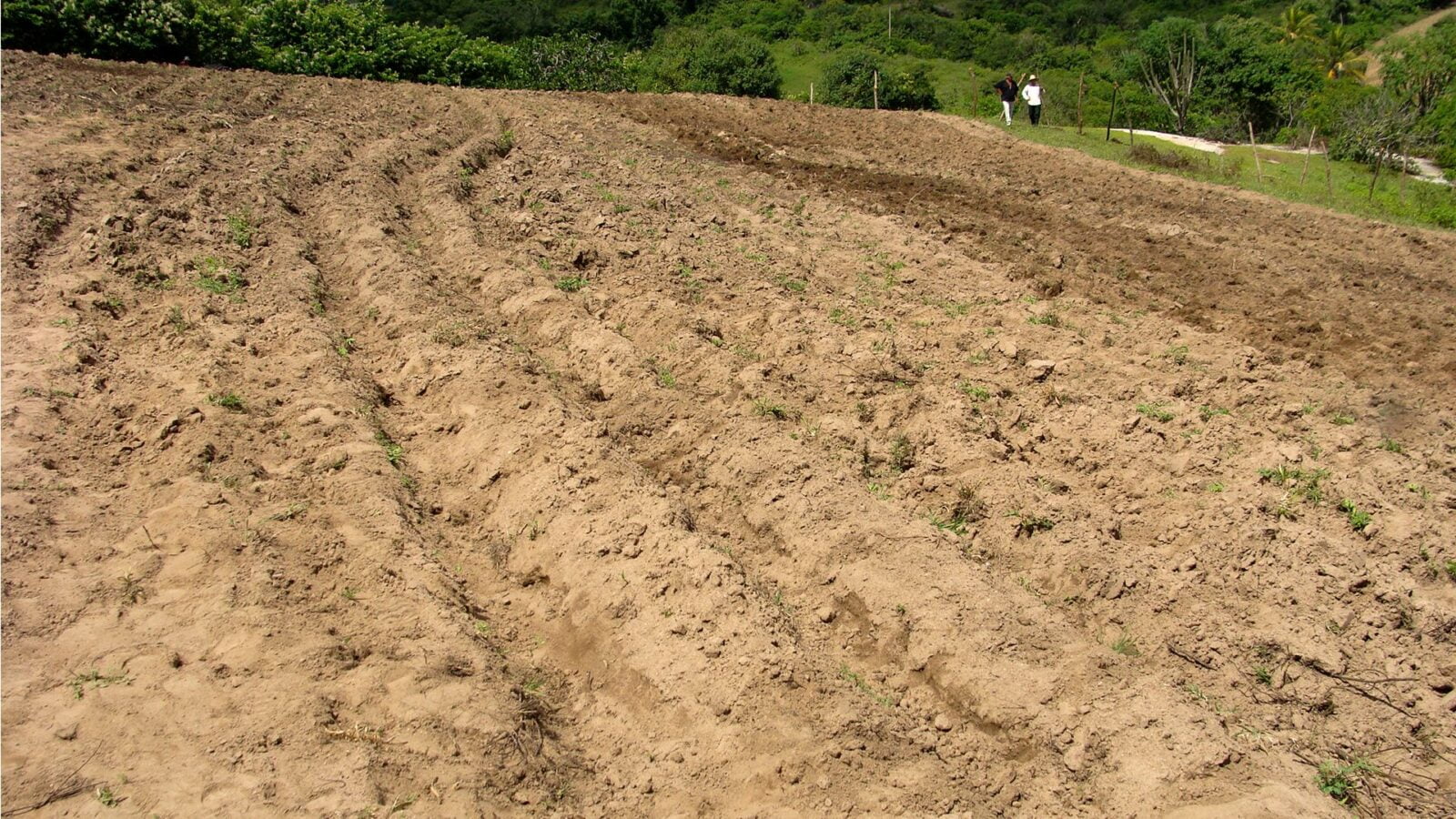 Adubação Inteligente: Maximizando Nutrientes em Solos com Baixa Retenção
