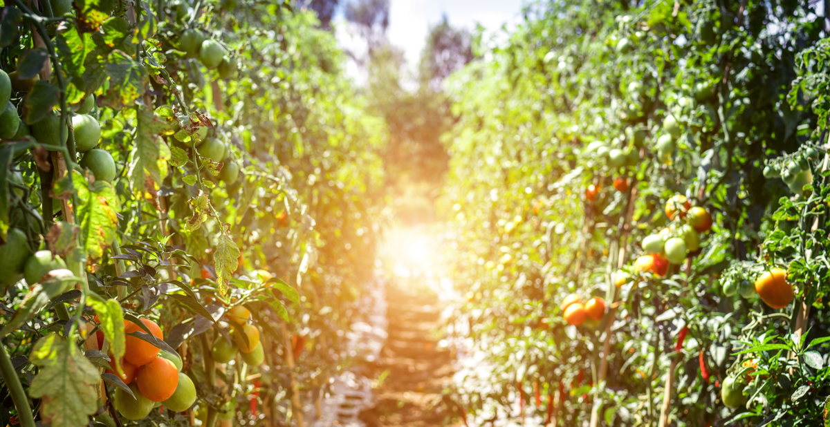 As Melhores Variedades de Laranja para o Clima Brasileiro
