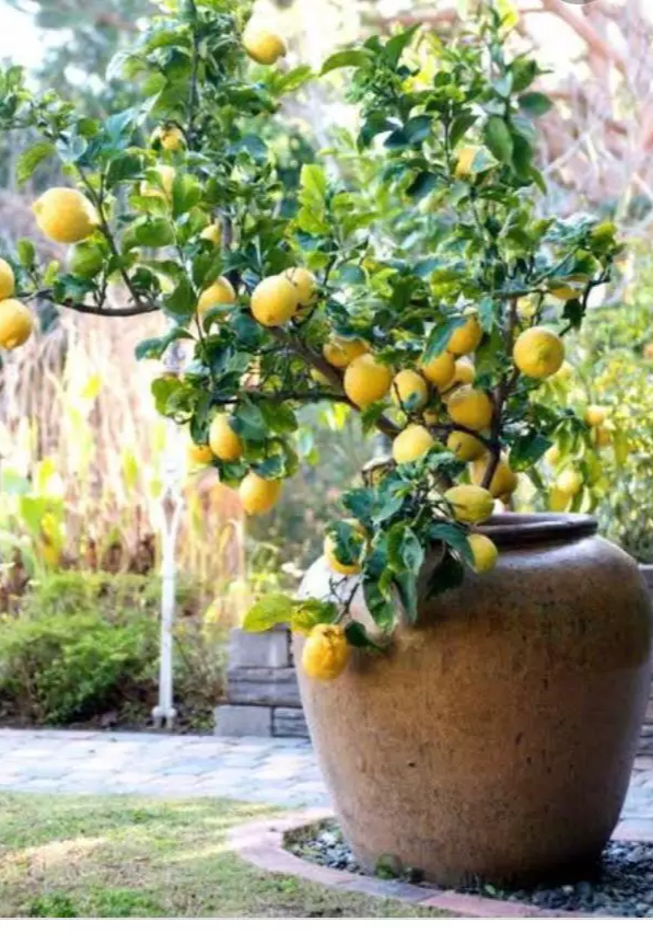 laranjeira em vaso na varanda