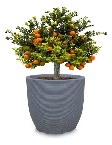 Sol e Rega: O Essencial para Laranjeiras Saudáveis na Varanda