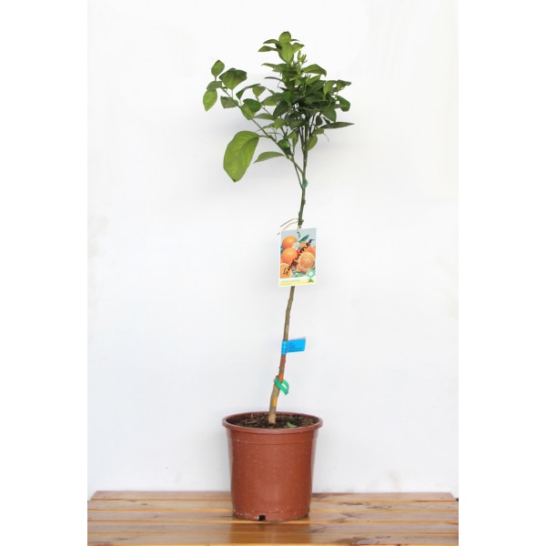 Como Fazer a Poda Correta da Laranjeira em Vaso para Mais Frutos