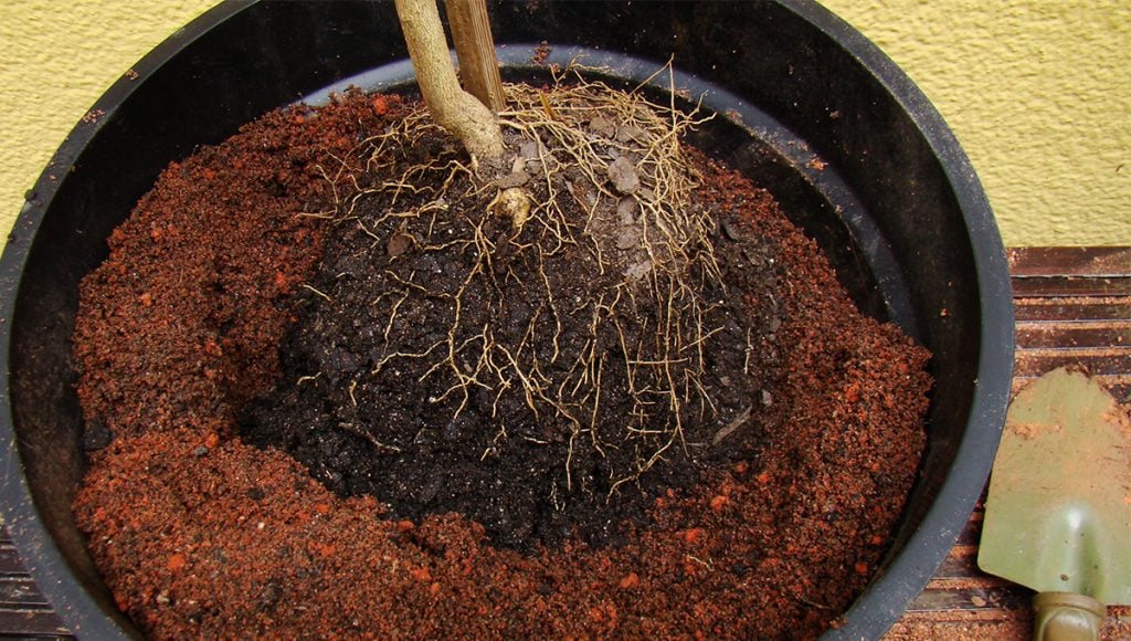 Sol e Rega: O Essencial para Laranjeiras Saudáveis na Varanda