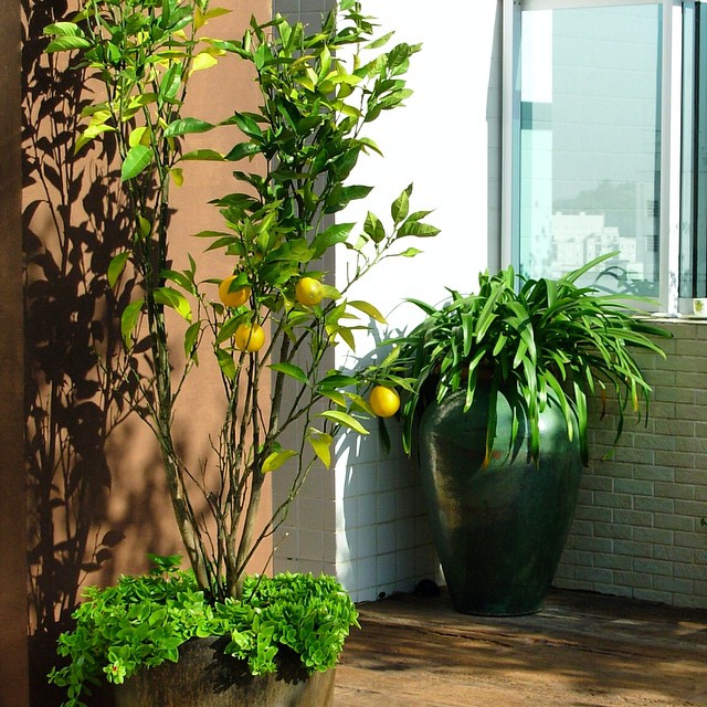 laranjeira em vaso na varanda