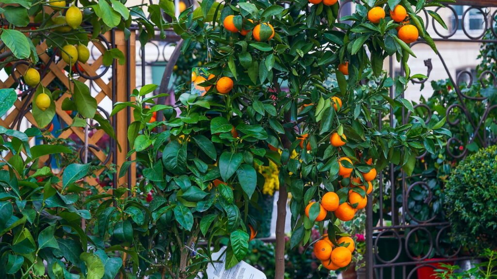 Sol e Rega: O Essencial para Laranjeiras Saudáveis na Varanda