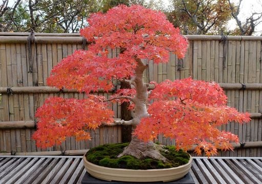 Guia Completo: Escolhendo o Vaso Ideal para Sua Laranjeira