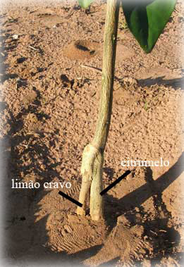 limão cravo como porta enxerto