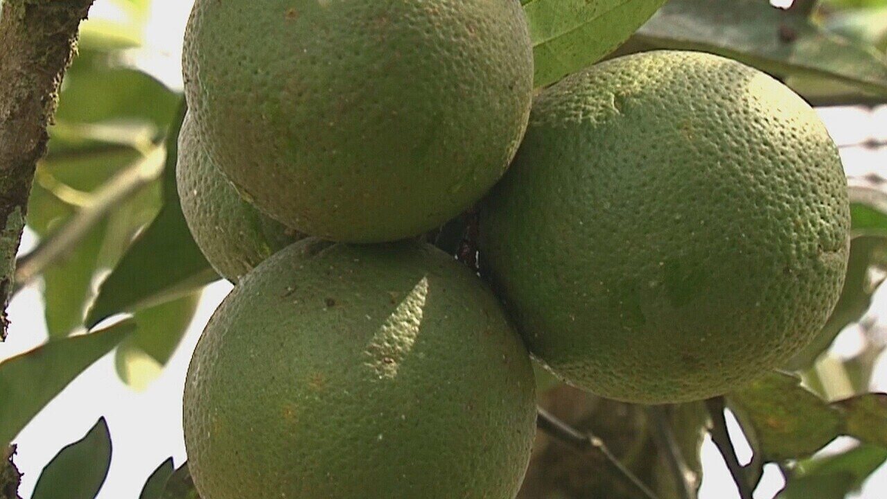 A importância da qualidade do solo para o sucesso da enxertia de citros