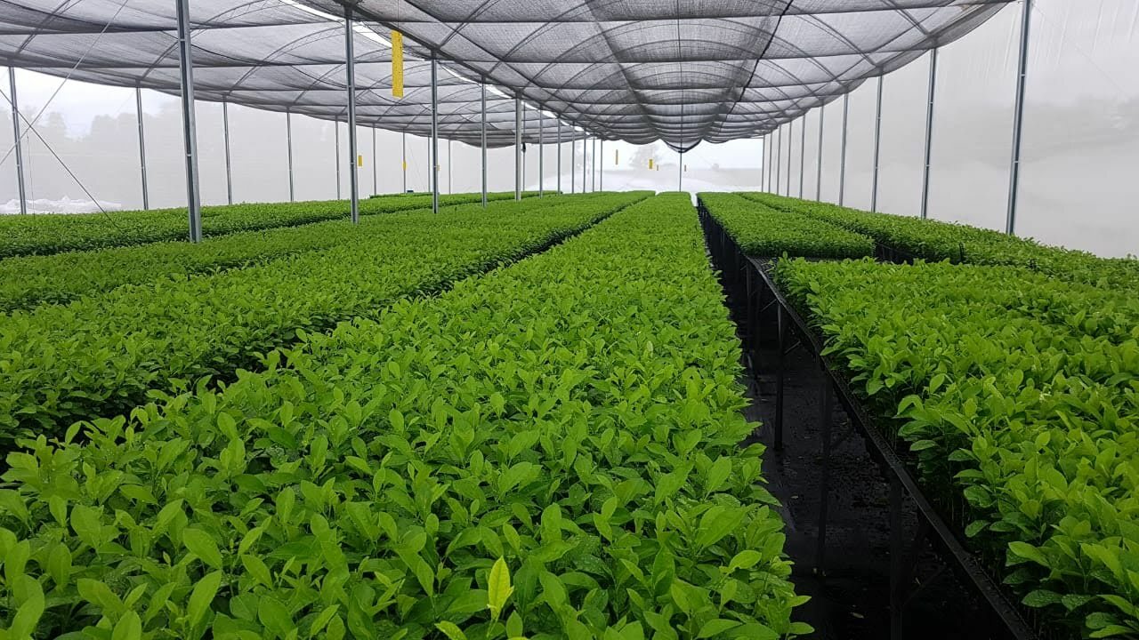 Maximizando a produtividade de laranjas e tangerinas com o porta-enxerto certo