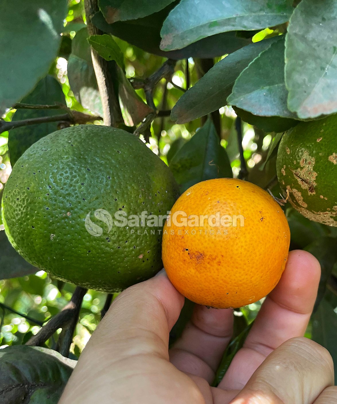 Manejo de doenças em porta-enxertos de limão cravo: Guia completo