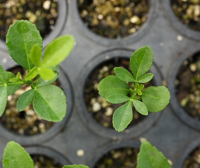 Citrumelo Swingle vs. Limão Cravo: Qual o melhor porta-enxerto para sua produção?