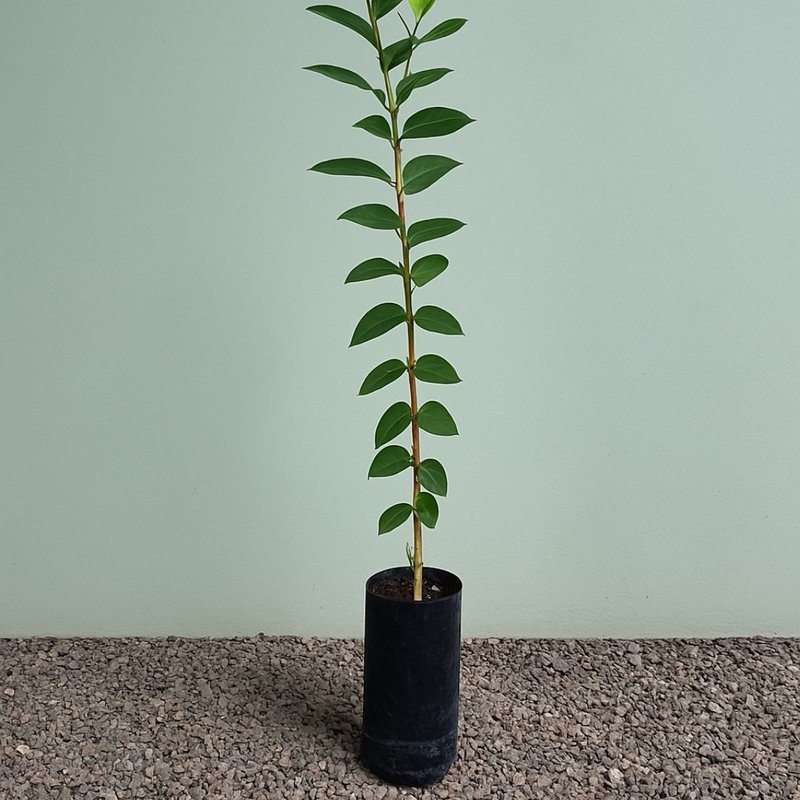 A importância da qualidade do solo para o sucesso da enxertia de citros