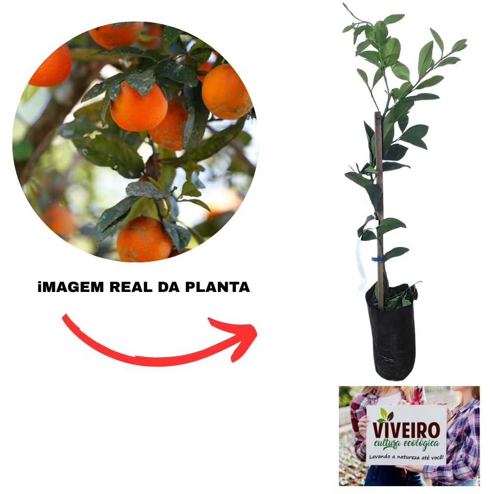 Como escolher o porta-enxerto ideal para sua lavoura de citros