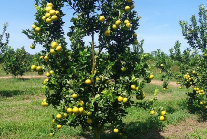 Manejo de doenças em porta-enxertos de limão cravo: Guia completo