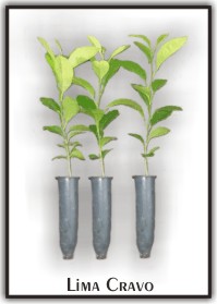 Citrumelo Swingle vs. Limão Cravo: Qual o melhor porta-enxerto para sua produção?