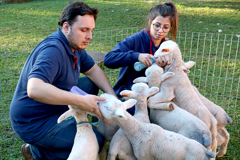 Quanto Ganha um Veterinário de Cavalos e Gado no Brasil?