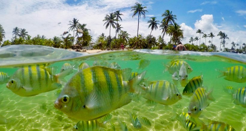 melhores destinos para mergulho no Brasil