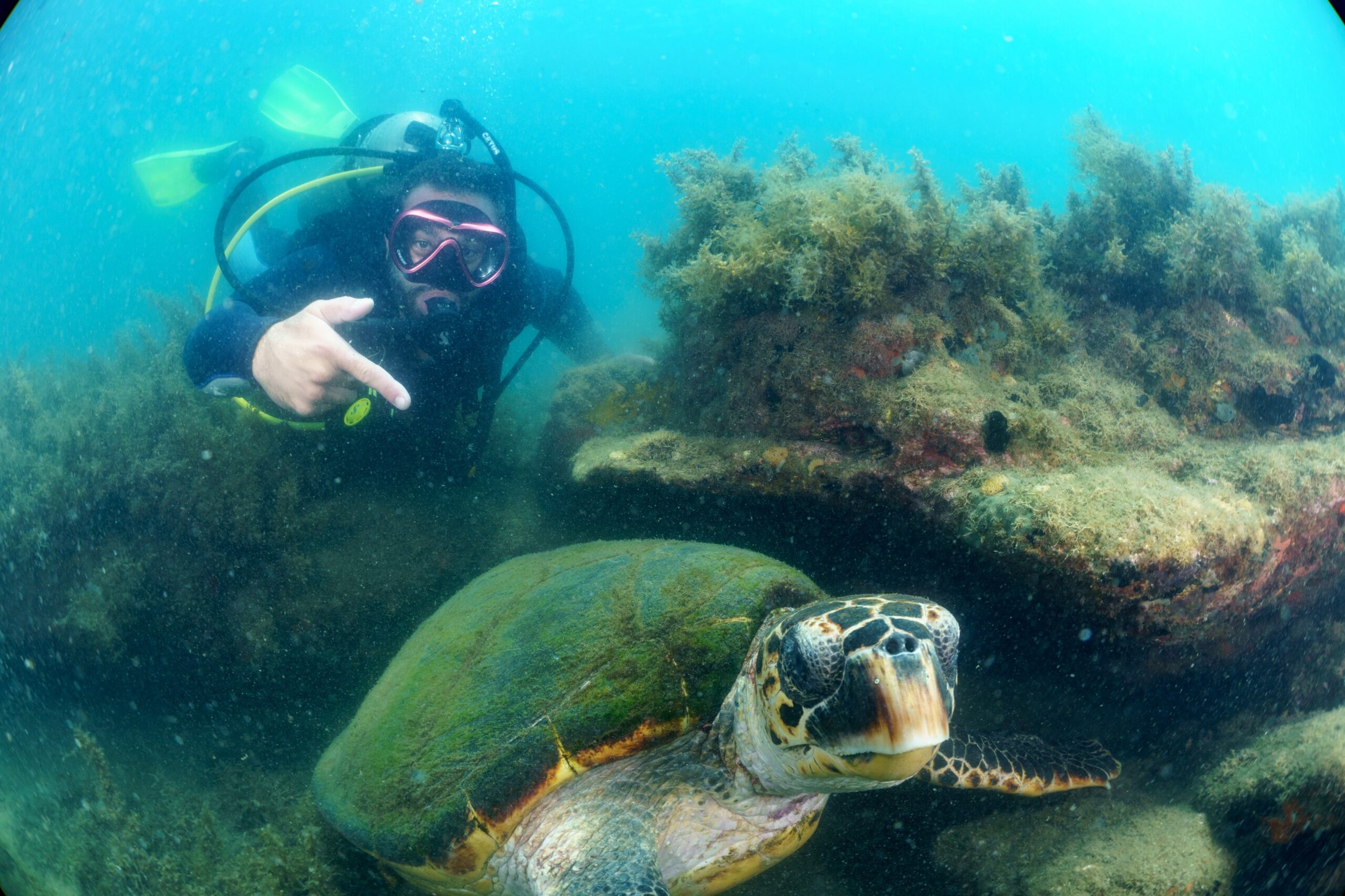 melhores destinos para mergulho no Brasil