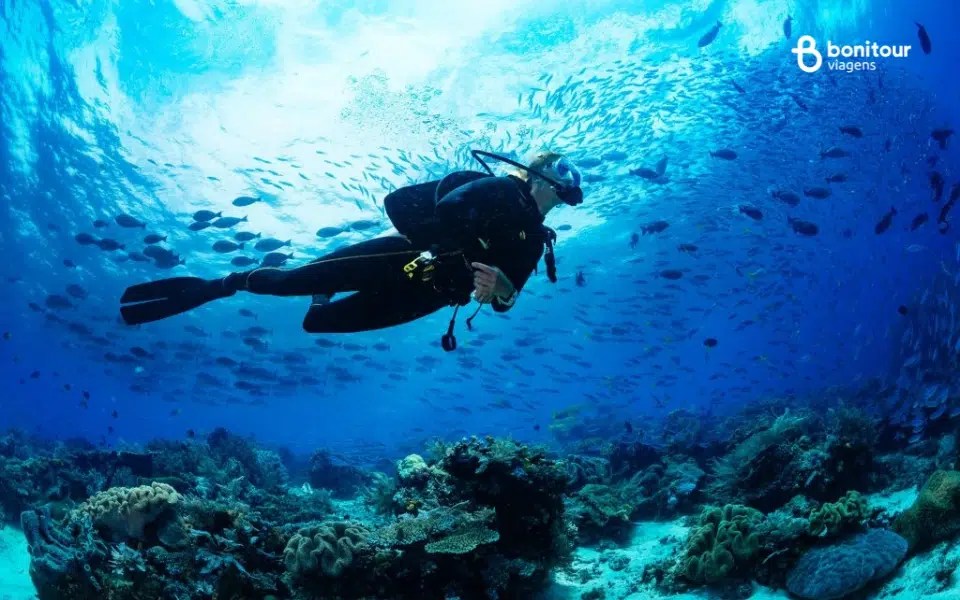 melhores destinos para mergulho no Brasil