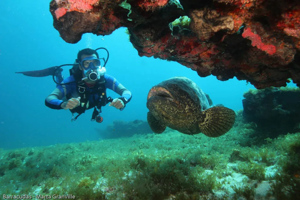 melhores destinos para mergulho no Brasil