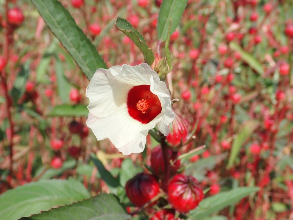 Quem NÃO Deve Tomar Chá de Hibisco? Guia Completo de Contraindicações