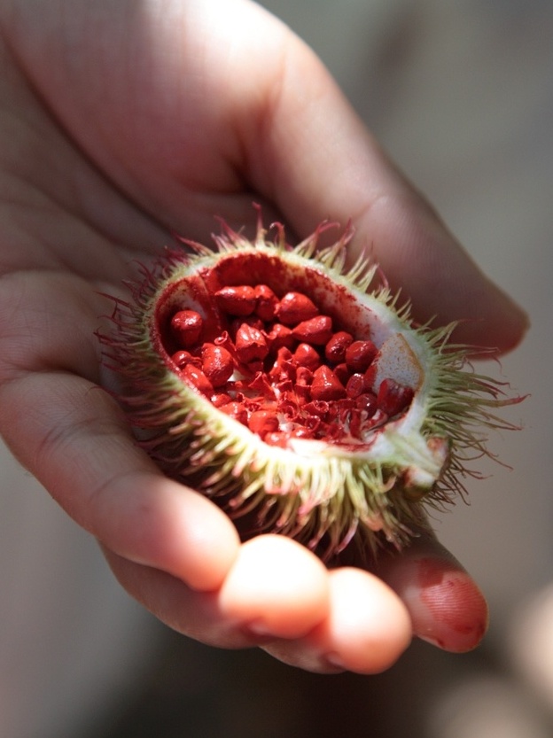 Urucum na Cozinha: Dicas para Colorir e Temperar Seus Pratos