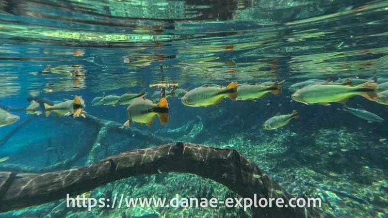 Bonito com Crianças: Passeios Ideais para Famílias