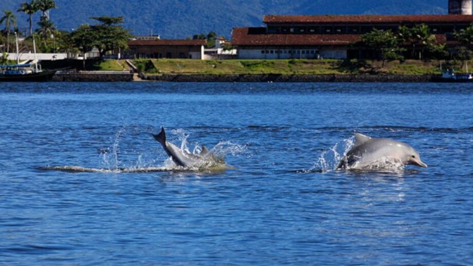 Festa do Mar e Tainha