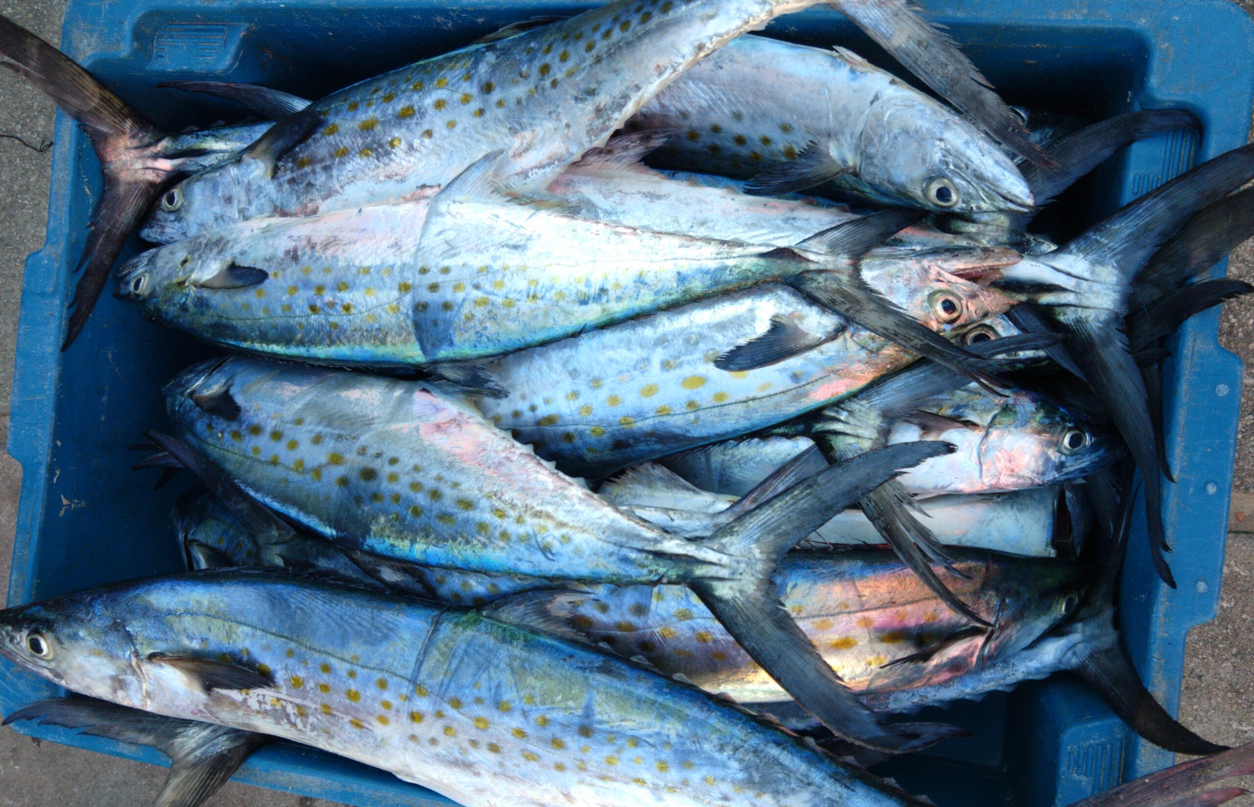 TO
2. Arquipélago do Tropeço: Um Paraíso Fluvial para Pesca e Aventura
3. Descubra a Gastronomia de Peixe: Sabores do Rio Tocantins
4. Roteiro de Ecoturismo em Peixe: Natureza e Tranquilidade
5. Como Planejar sua Viagem para Peixe